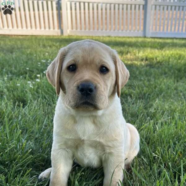Loki, Yellow Labrador Retriever Puppy